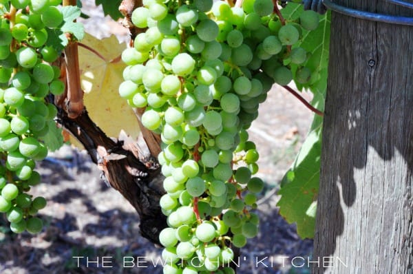 Okanagan Grapes