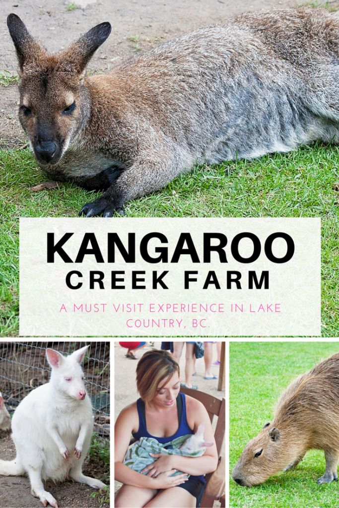 If you're visiting the Okanagan you have to check out the Kangaroo Creek Farm in Lake Country, BC (just outside Kelowna, British Columbia). Kids of all ages will love this educational farm, it's perfect for family travel.