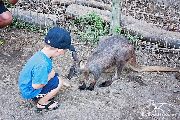 If you're visiting the Okanagan you have to check out the Kangaroo Creek Farm in Lake Country, BC (just outside Kelowna, British Columbia). Kids of all ages will love this educational farm, it's perfect for family travel.