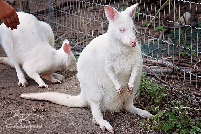 If you're visiting the Okanagan you have to check out the Kangaroo Creek Farm in Lake Country, BC (just outside Kelowna, British Columbia). Kids of all ages will love this educational farm, it's perfect for family travel.