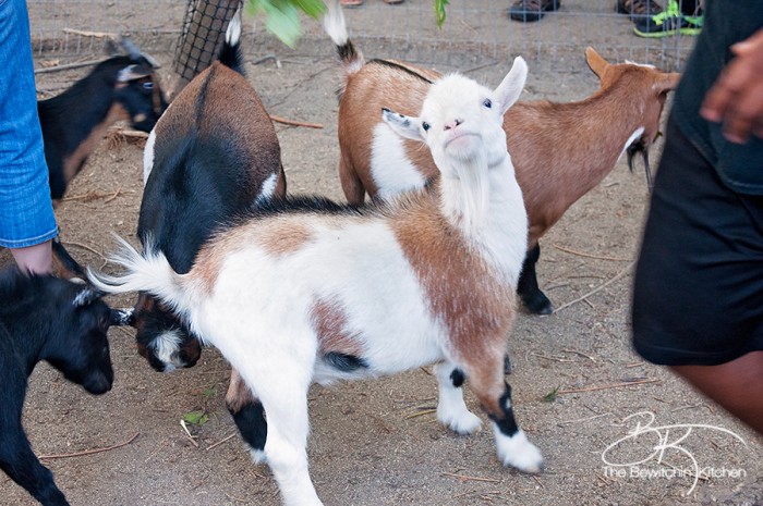 If you're visiting the Okanagan you have to check out the Kangaroo Creek Farm in Lake Country, BC (just outside Kelowna, British Columbia). Kids of all ages will love this educational farm, it's perfect for family travel.
