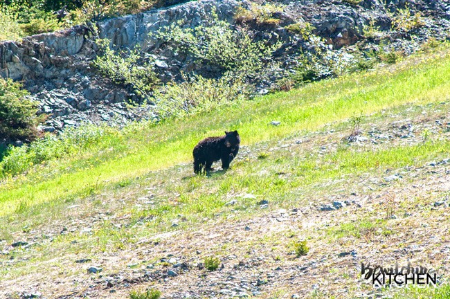 Black Bear eating on Blackcomb Mountain in Whistler, BC.