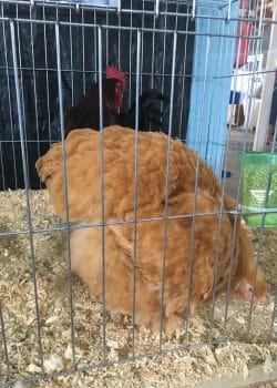 7 reasons why I love Chicken Farmers of Canada.