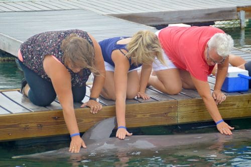 Dolphin Connection at Hawks Cay Resort in Duck Key (Florida Keys). Meeting the dolphins was such a treat but being educated on how YOU can help them is even better. This has been crossed off my family travel bucket list.