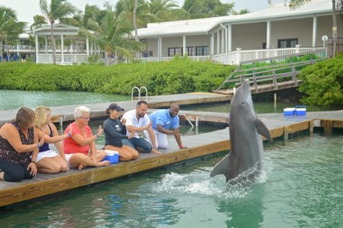 Dolphin Connection at Hawks Cay Resort in Duck Key (Florida Keys). Meeting the dolphins was such a treat but being educated on how YOU can help them is even better. This has been crossed off my family travel bucket list.