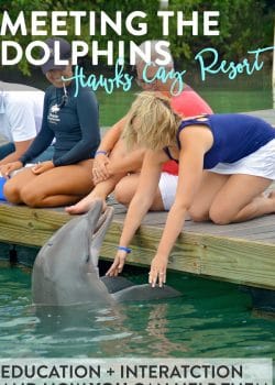 Dolphin Connection at Hawks Cay Resort in Duck Key (Florida Keys). Meeting the dolphins was such a treat but being educated on how YOU can help them is even better. This has been crossed off my family travel bucket list.