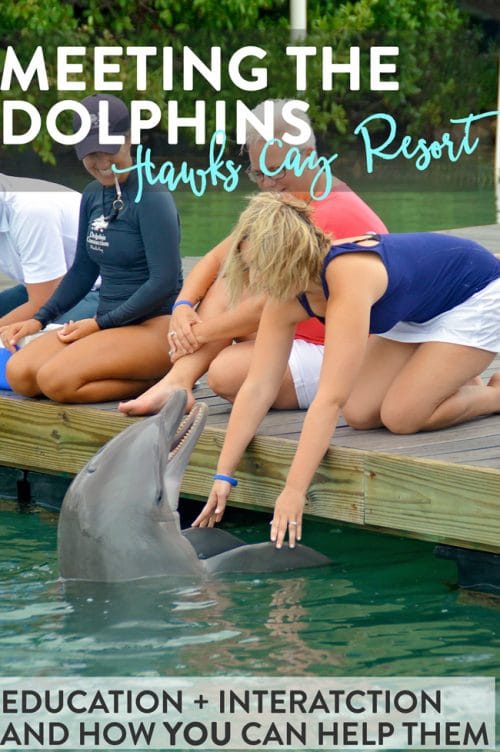 Dolphin Connection at Hawks Cay Resort in Duck Key (Florida Keys). Meeting the dolphins was such a treat but being educated on how YOU can help them is even better. This has been crossed off my family travel bucket list. 