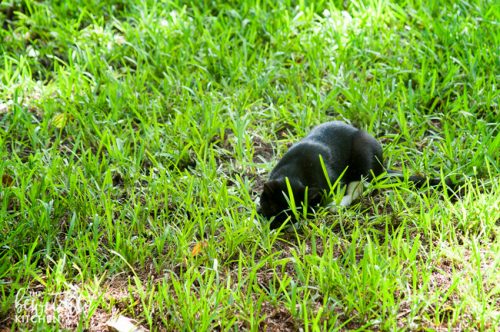 The Ernest Hemingway House in Key West, Florida. A museum of the writer and it's the home to 50 polydactyl cats! A great travel stop when you're on vacation in the keys.