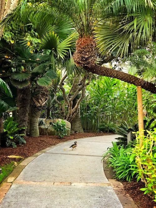 The ducks at the Catamaran Resort