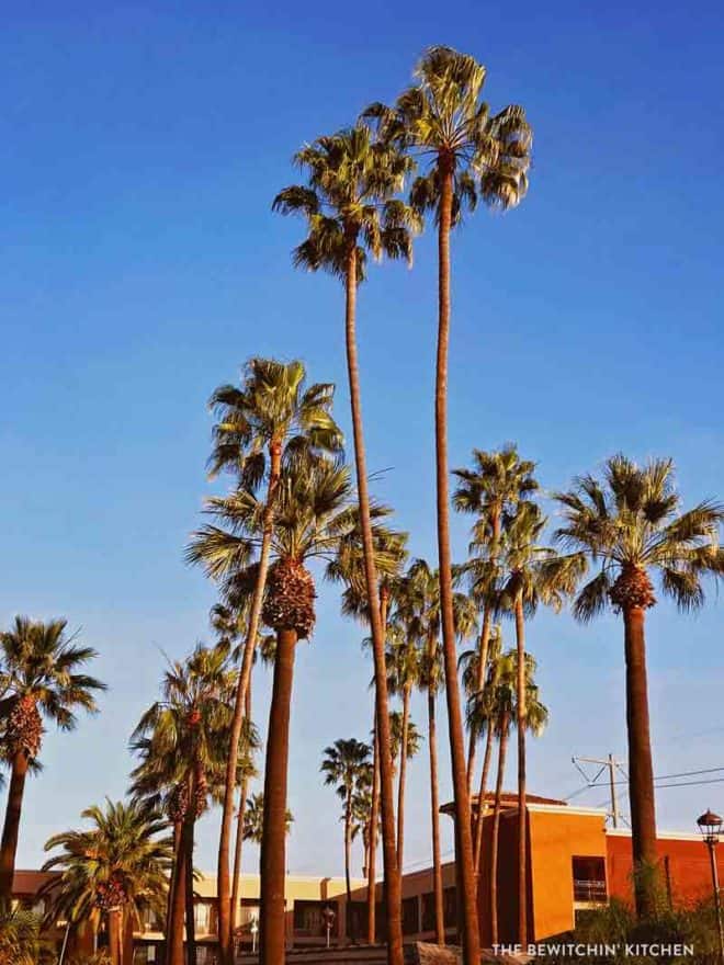 Palm Trees in California