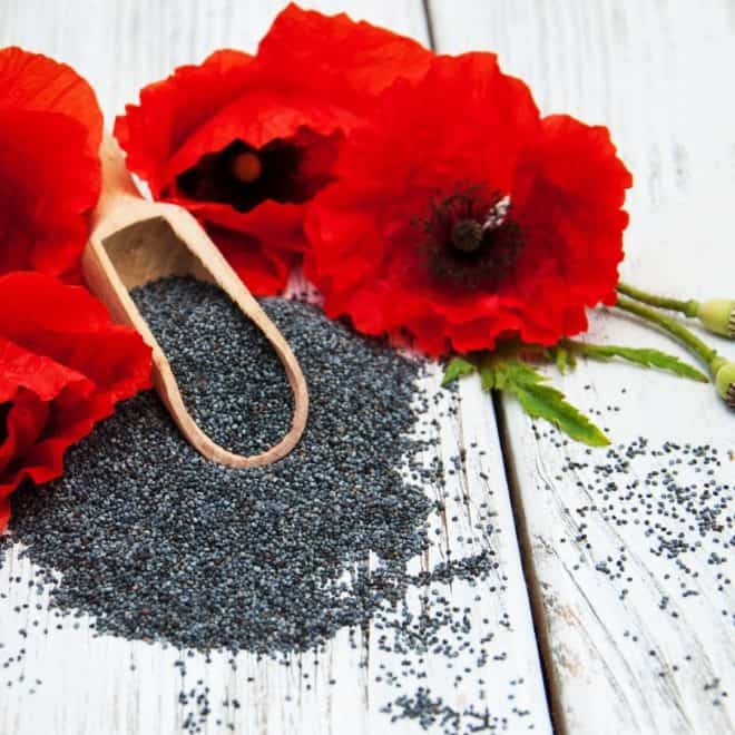 Three red poppies on a bed of poppy seeds with a small wooden scoop that is also full of poppy seeds. 